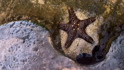 Starfish in a Tide Pool 動画素材 157301607