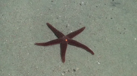 Starfish in a tide pool at low tide Stock Footage 31822025