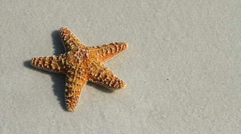 Starfish Touched By Wave Video stock 775082