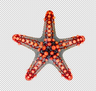 Starfish on a transparent background. Foto stock