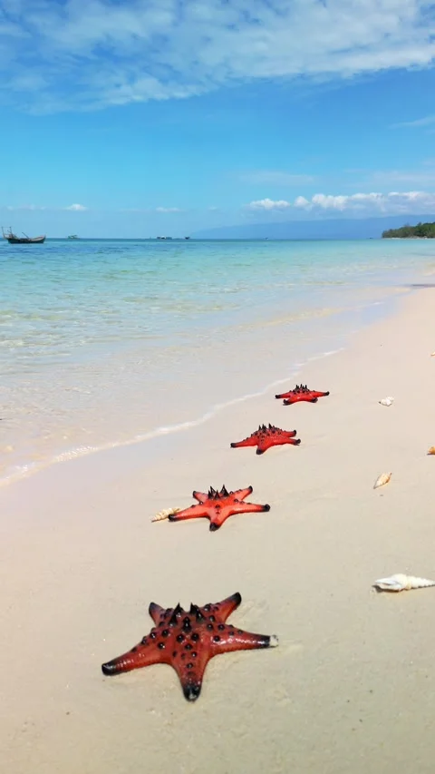 Starfish on tropical beach on Phu Quoc Island, Vietnam Stock Footage 259292955