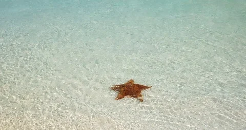 Starfish in tropical water Stock-Footage 127123720