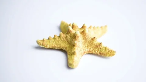 Starfish turning on Stock Footage 81801815