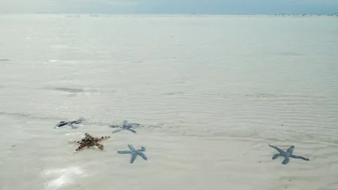 Starfish under water on sand beach Stock Footage 323506724