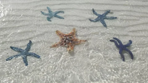 Starfish under water on sand beach Stock Footage 323508704
