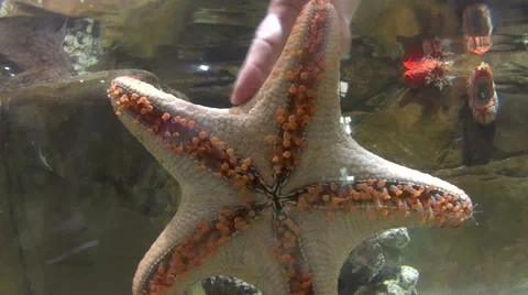 Starfish Underwater With Hand 스톡 동영상 57961431