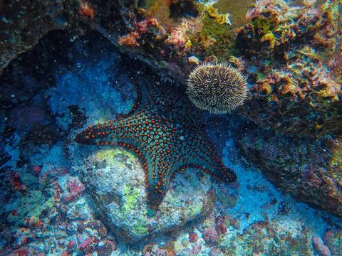 Starfish Underwater 스톡 사진