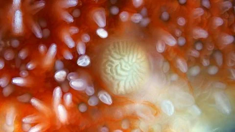 Starfish Urasterias lincki under microscope, family Asteriidae. Asteroidea... Stock Photos