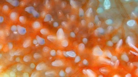 Starfish Urasterias lincki under microscope, family Asteriidae. Asteroidea. T Foto stock
