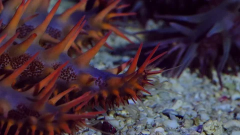 Starfish using tentacles to move around. Close up. 動画素材 129610574