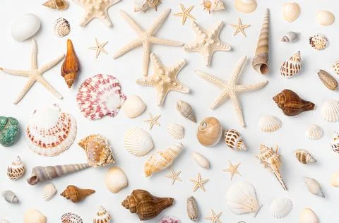 Starfish of various types and a large assortment of shells are randomly laid  Stock Photos