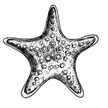 Starfish vector illustration. Hand drawn drawing of Star Fish on isolated white Stock Illustration