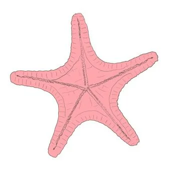 Starfish vector illustration isolated on white background Stock Illustration