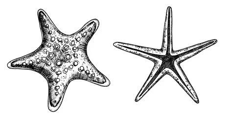 Starfish vector illustrations set. Hand drawn drawing of Star Fish in black and Stock Illustration