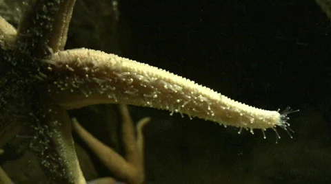 Starfish walking Stock-Footage 83315