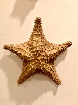 A Starfish on a wall Stock Photos