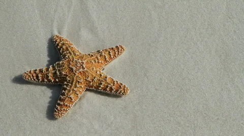 Starfish Washed Away Stock Footage 722574