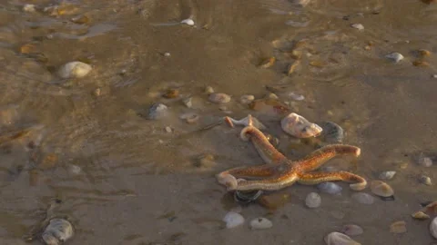 Starfish Washed Up On  Beach Stock-Footage 132066022