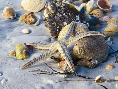 Starfish washed up on the beach. Stock Photos