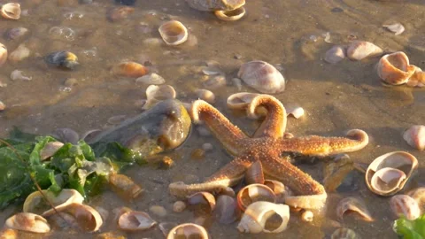 Starfish Washed up on the beach in the uk Stock-Footage 132066111