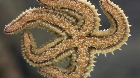 Starfish in the water Video stock 84227342