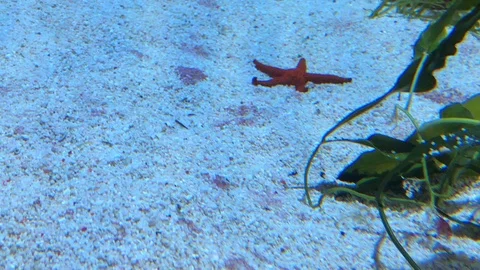 Starfish in water Stock Footage 121727964