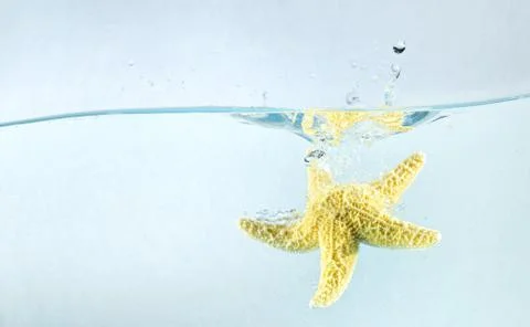 Starfish in the water Stock Photos