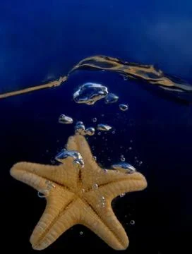 Starfish in a water Stock Photos
