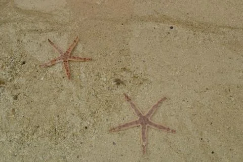 Starfish in water Stock Photos