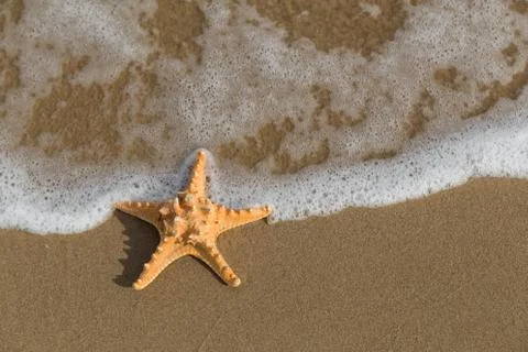 Starfish into the waves Stock-Fotos