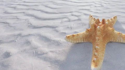 Starfish on wet sand during low tide at the beach Stock Footage 344818953