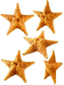 Starfish of the white backgraund in different angles Stock Photos