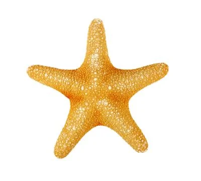 Starfish on a white background, isolate, top view Foto stock