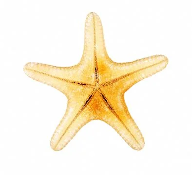 Starfish on a white background, isolate, top view Stock Photos