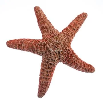 Starfish on a white background Stock Photos