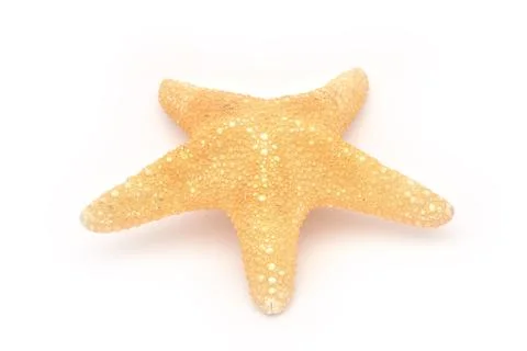 Starfish on a white background. Stock Photos