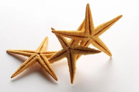 Starfish on white background Stock Photos