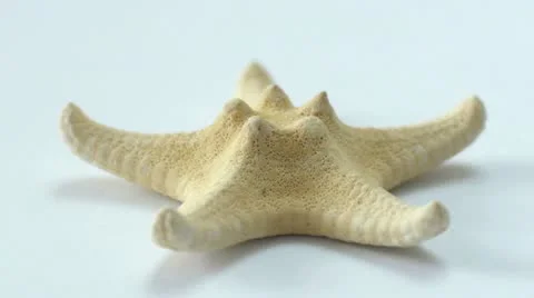 Starfish on White Stock Footage 21233564
