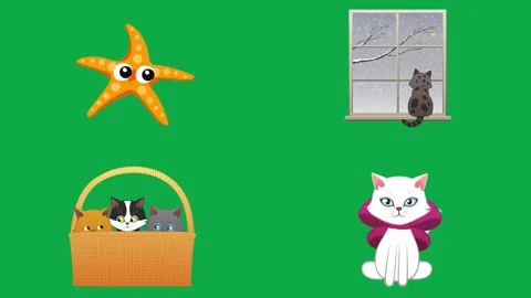 Starfish Window Basket Cat animation on green screen minimal animated Stock Footage 334704453