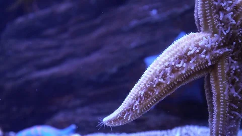 Starfish you have full screen. Very interesting how the starfish moves Stock Footage 73241144