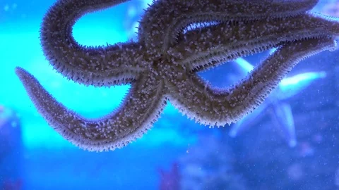 Starfish you have full screen. Very interesting how the starfish moves Stock Footage 73241274