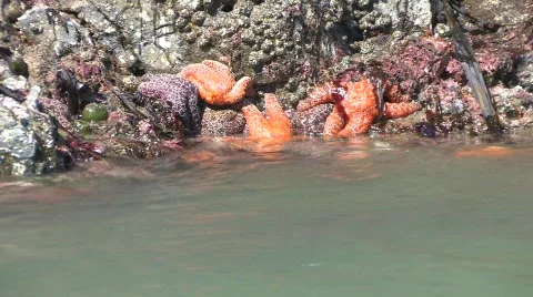 Starfish1 Stock-Footage 715721