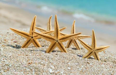 Starfishes on the beach Stock Photos