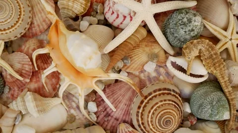 Starfishes, corals and many seashells. Stock Footage 255754059