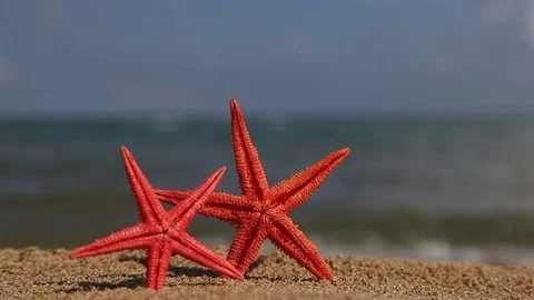 Starfishes on a sandy beach in summer Stock Footage 83973400
