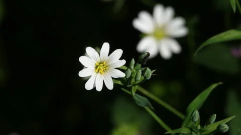 Starflower lanceolate blooms in early spring Stock Photos