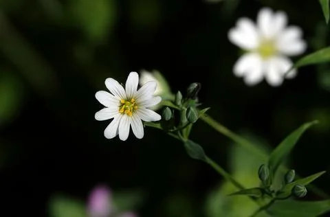 Starflower lanceolate blooms in early spring Stock Photos
