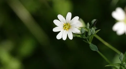 Starflower lanceolate blooms in early spring Stock Photos