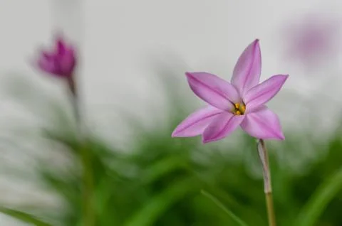 Starflowers Stock Photos