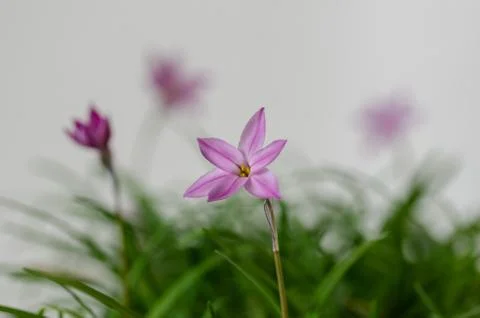 Starflowers Stock Photos